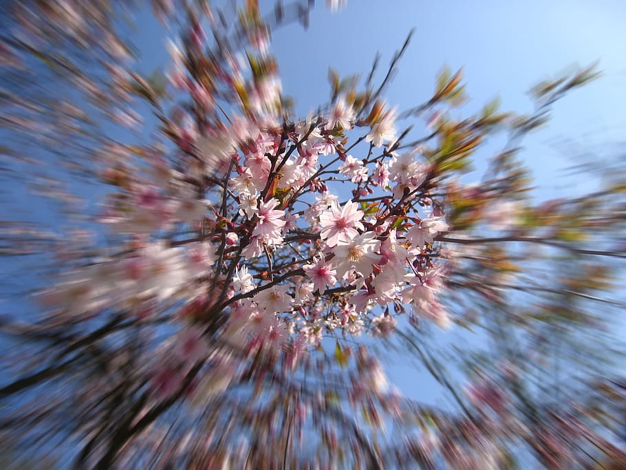 tree, blossom, bloom, spring, apple, cherry, pink, leaves, plant HD wallpaper
