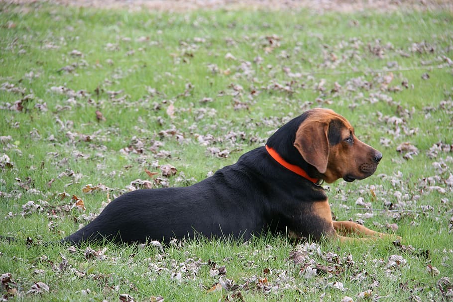 Dog, Down, Outside, Pet, Animal, laying down, pets, one animal HD wallpaper