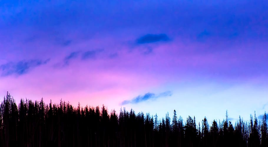 silhouette photography of trees during daytime, purple, blue sky HD wallpaper