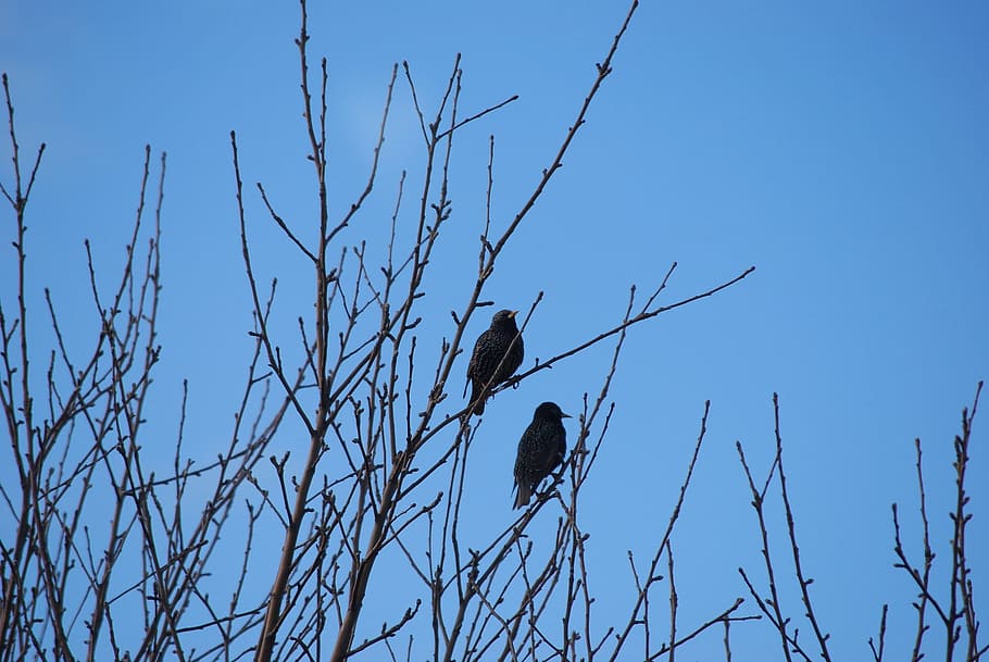 Birds, Trees, Branches, Clear, sitting, blue, sky, sky background HD wallpaper