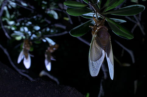 large brown cicada, emergence, plant, growth, nature, tree HD wallpaper