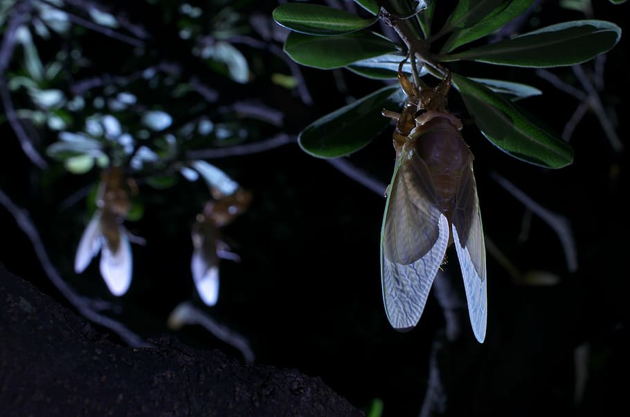 large brown cicada, emergence, plant, growth, nature, tree HD wallpaper