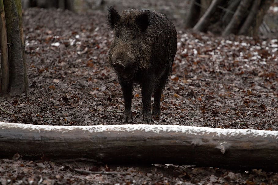 black wild boar on forest, animals, one animal, animal wildlife HD wallpaper