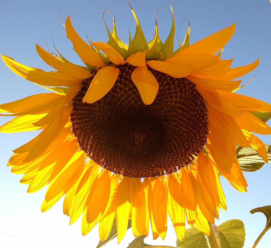 Sun Flower, Yellow, Sun, petal, sunflower, close-up, nature HD wallpaper