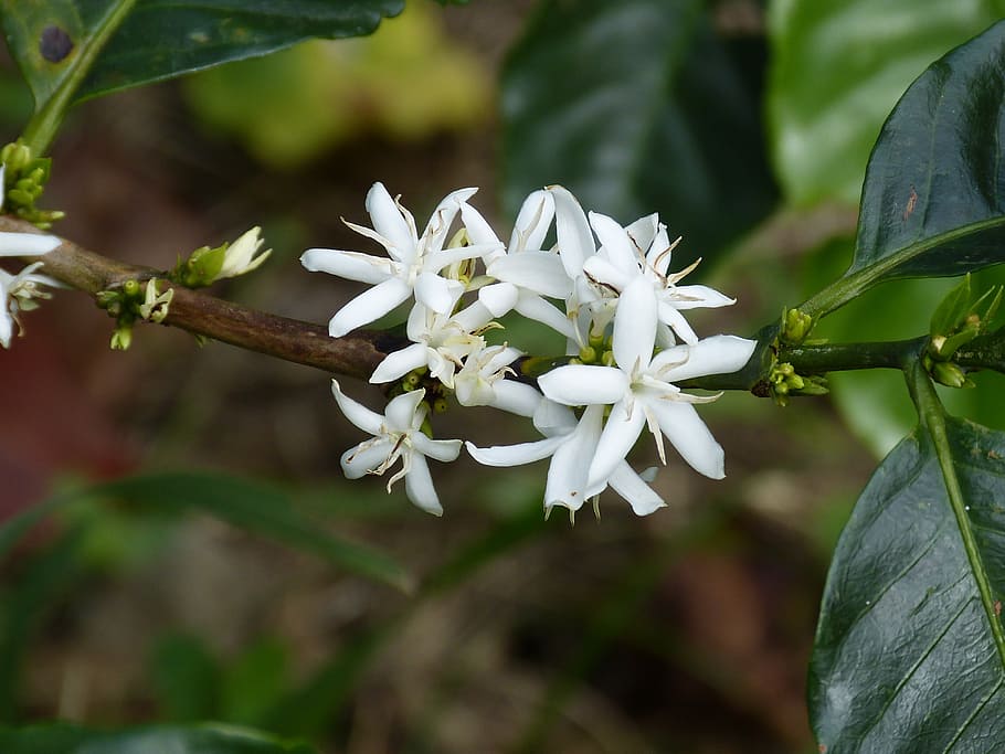 white flowers on tree branch, coffee flower, coffee shrub, blossom