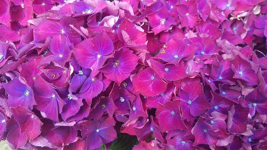 hydrangeas, purple, flower, flowers, hydrangea flower, petals HD wallpaper