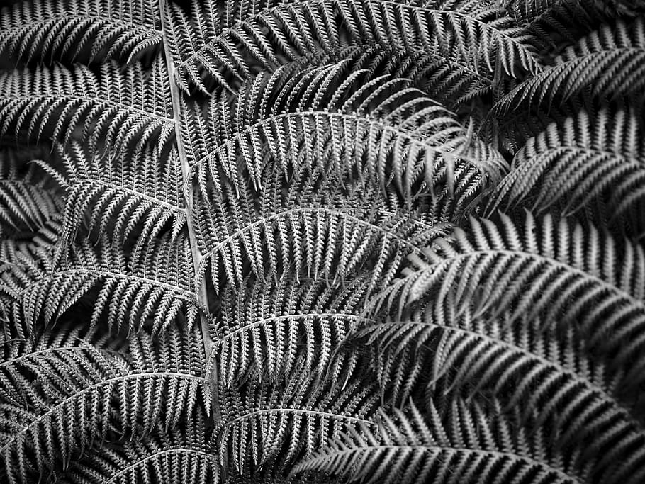 grayscale photo of leaf, grayscale photo of fern leaves, foliage HD wallpaper