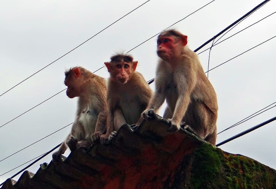 Monkeys, Animal, Western Ghats, bonnet macaques, india, wildlife, HD wallpaper