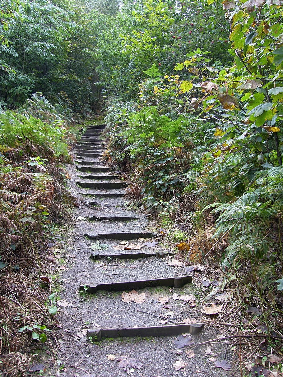 Steps, Woods, Nature, Forest, Path, trail, park, green, outdoor HD wallpaper
