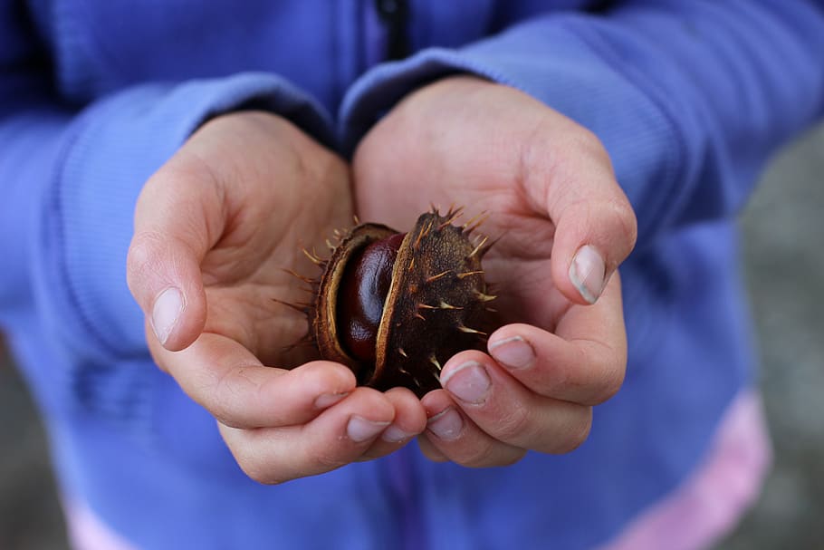 person holding spiky shell, hands, nature, people, green, care HD wallpaper