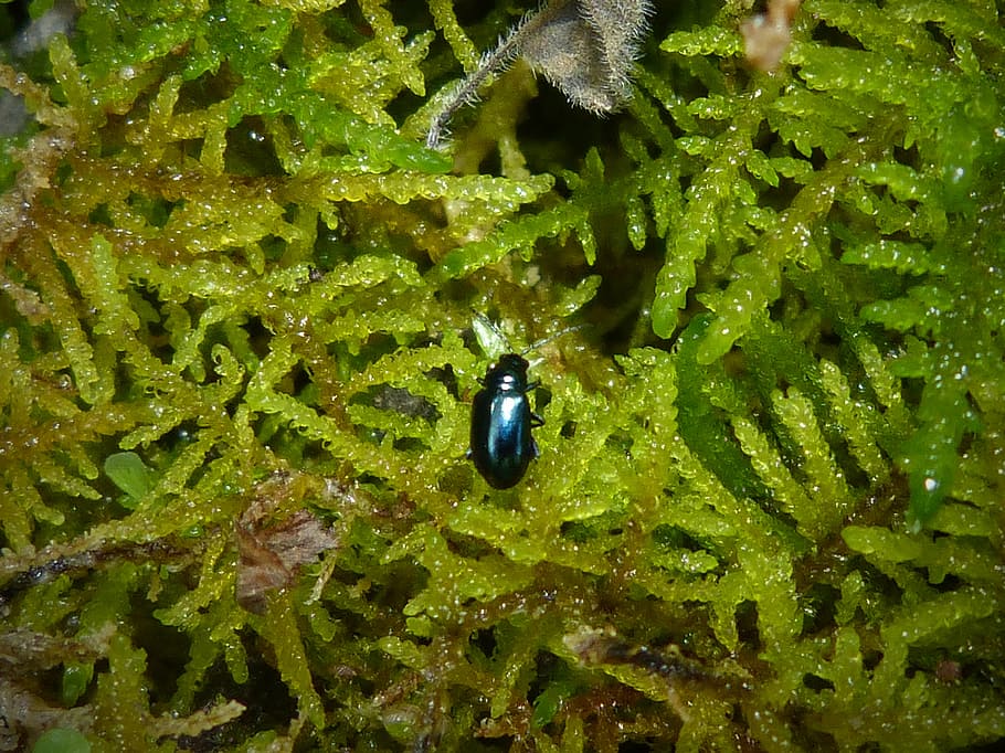 insect, bright green, moss, small, green color, animals in the wild HD wallpaper