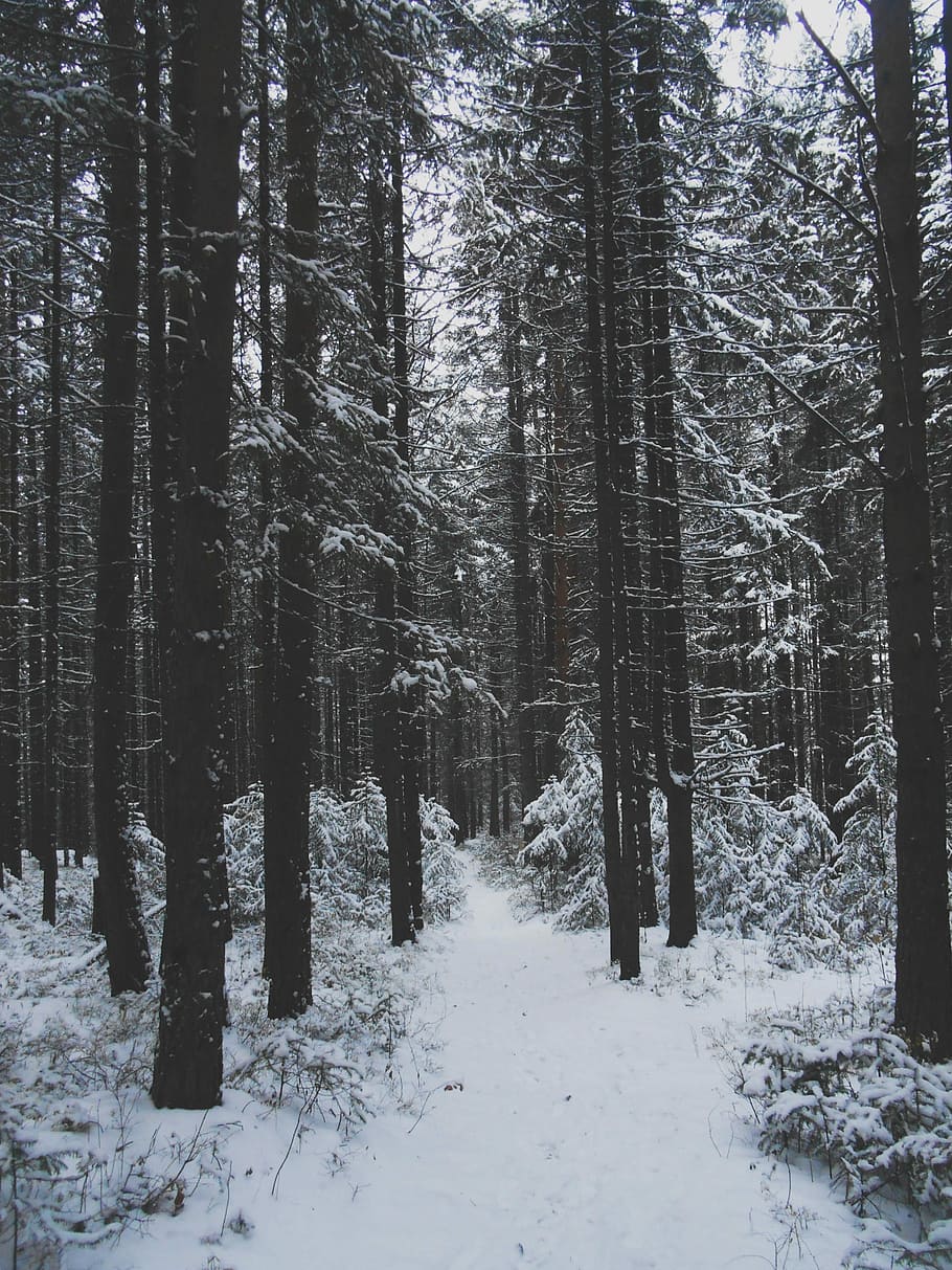 snow covered pine trees, trees on snow field, woodland, forest HD wallpaper