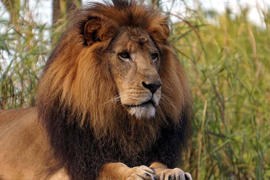 closeup photo of lion on grass field, fiera, king, leon, lions HD wallpaper