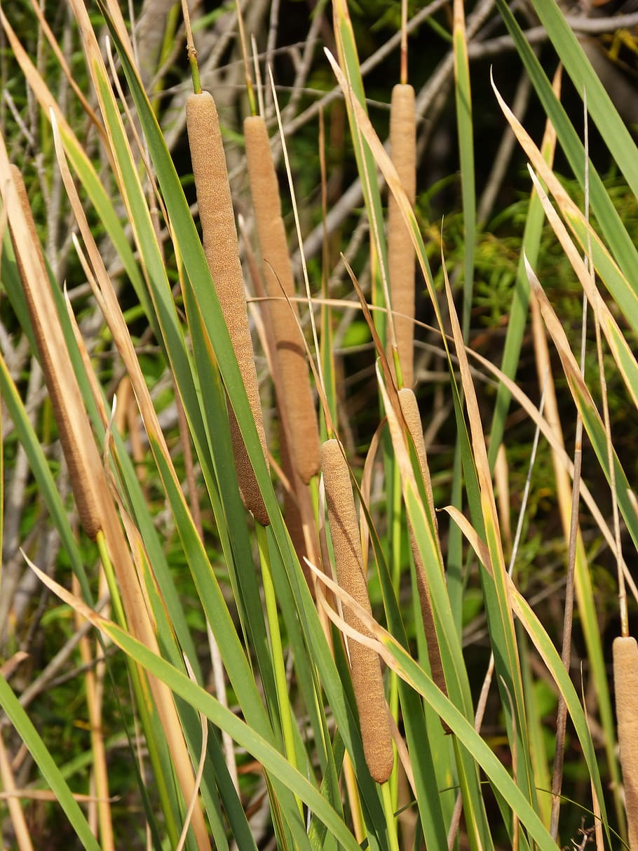 Reed, Junco, Wicker, Lake, river, water plant, nature, grass HD wallpaper