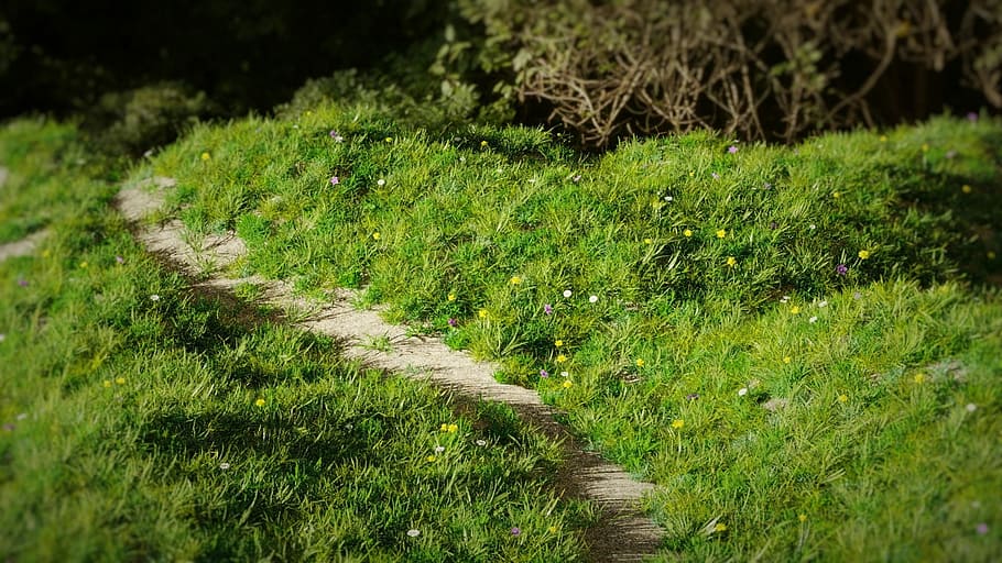 mountain, grass, 3d, path, sunset, spring season, blender, plant HD wallpaper