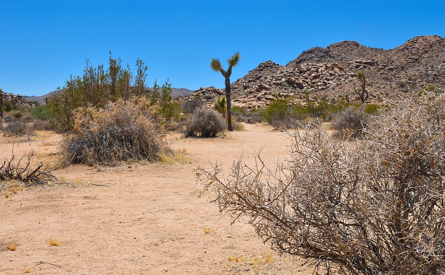 joshua tree, desert, sun, arid, dry, california, landscape HD wallpaper
