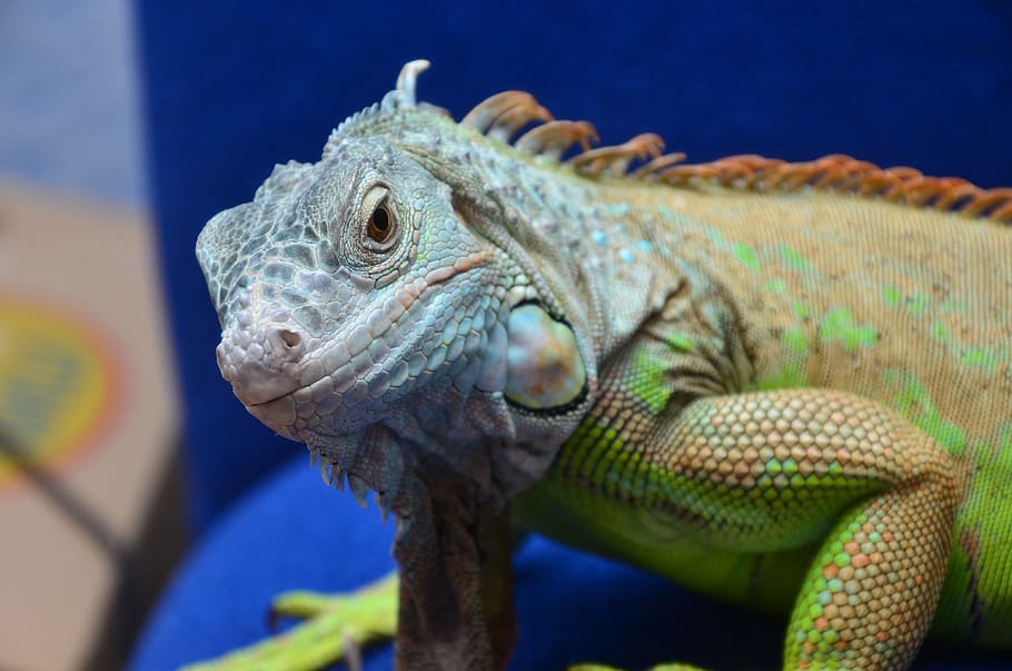 Iguana, Reptiles, Dragon, animal wildlife, lizard, animals in the wild HD wallpaper