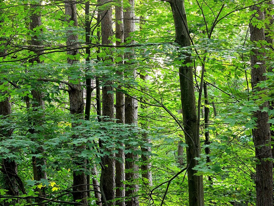 tree, trees, tree trunk, line, tall, parallel, ranks, wood HD wallpaper