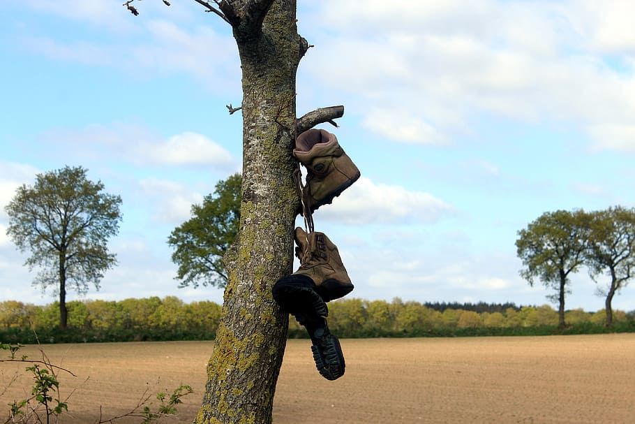 tree, shoes, unusual, strange, brown, hiking shoes, plant, sky HD wallpaper