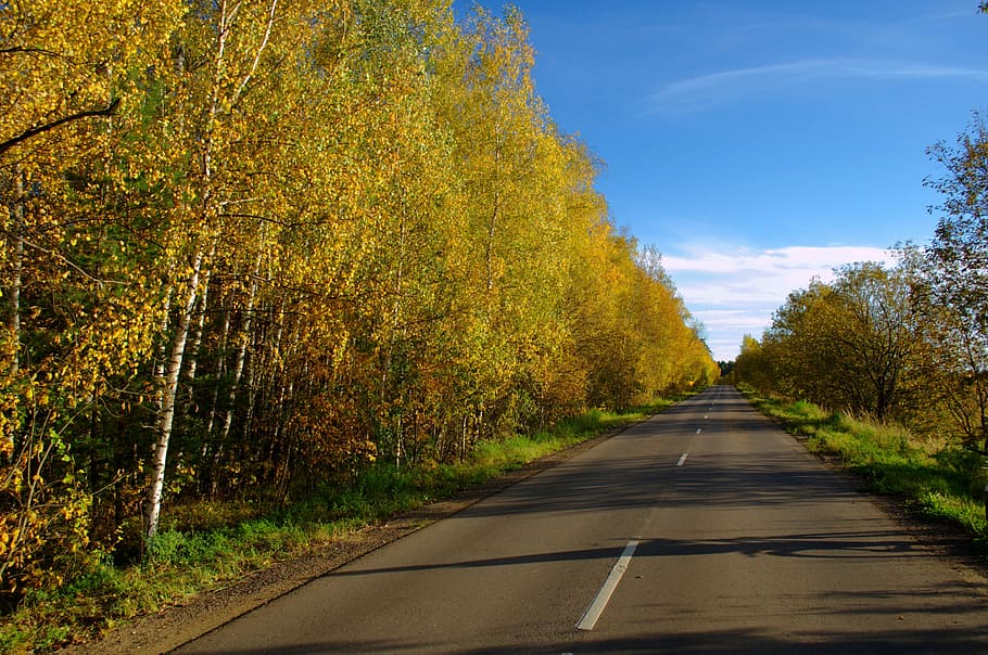 road, asphalt, transport, an empty, autumn, yellow, shadow HD wallpaper