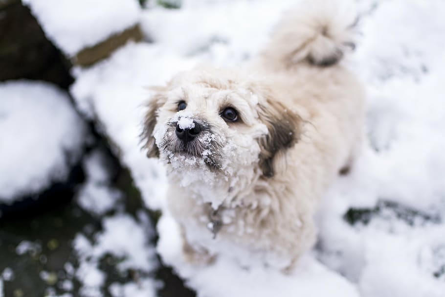 dog, snow, pet, cold, animal, cute, outdoor, fluffy, winter HD wallpaper
