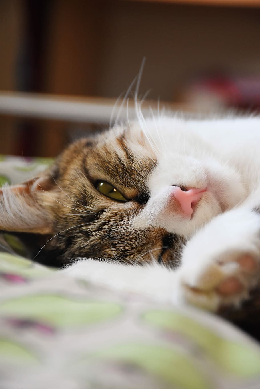 Cat, Pets, Cute, domestic cat, animal themes, indoors, domestic animals HD wallpaper