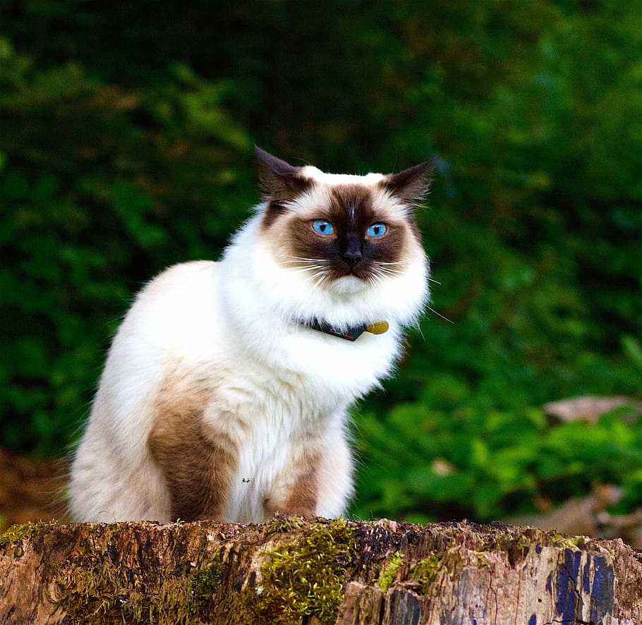 Himalayan cat sitting on wood slab, animal, portrait, blue eye