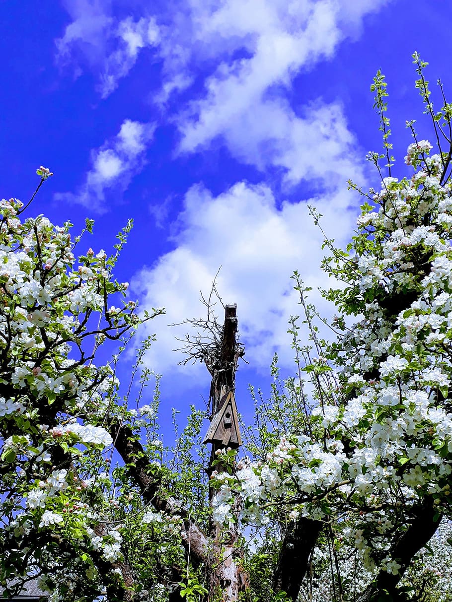 apple tree, aviary, sky, apple blossom, blue, nesting box, flower HD wallpaper