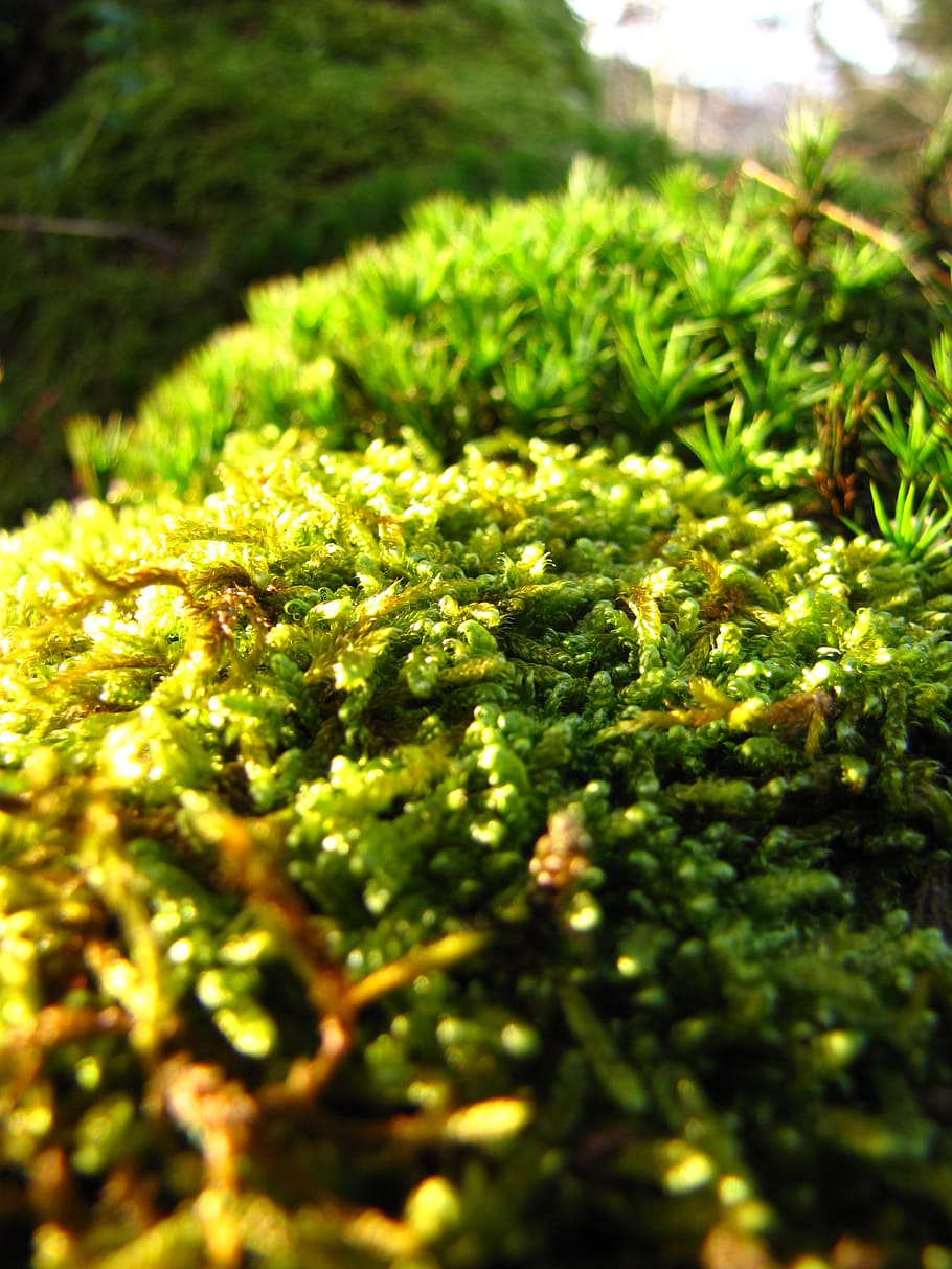 green, forest, autumn, moss, macro, plant, green color, selective focus HD wallpaper