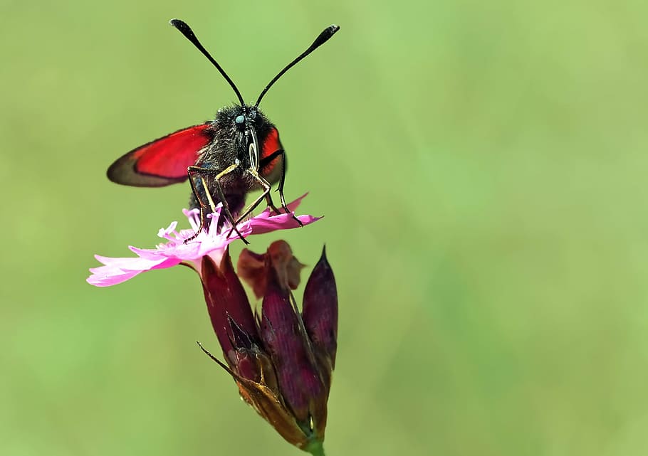 insect, nature, live, animal themes, invertebrate, animal wildlife HD wallpaper
