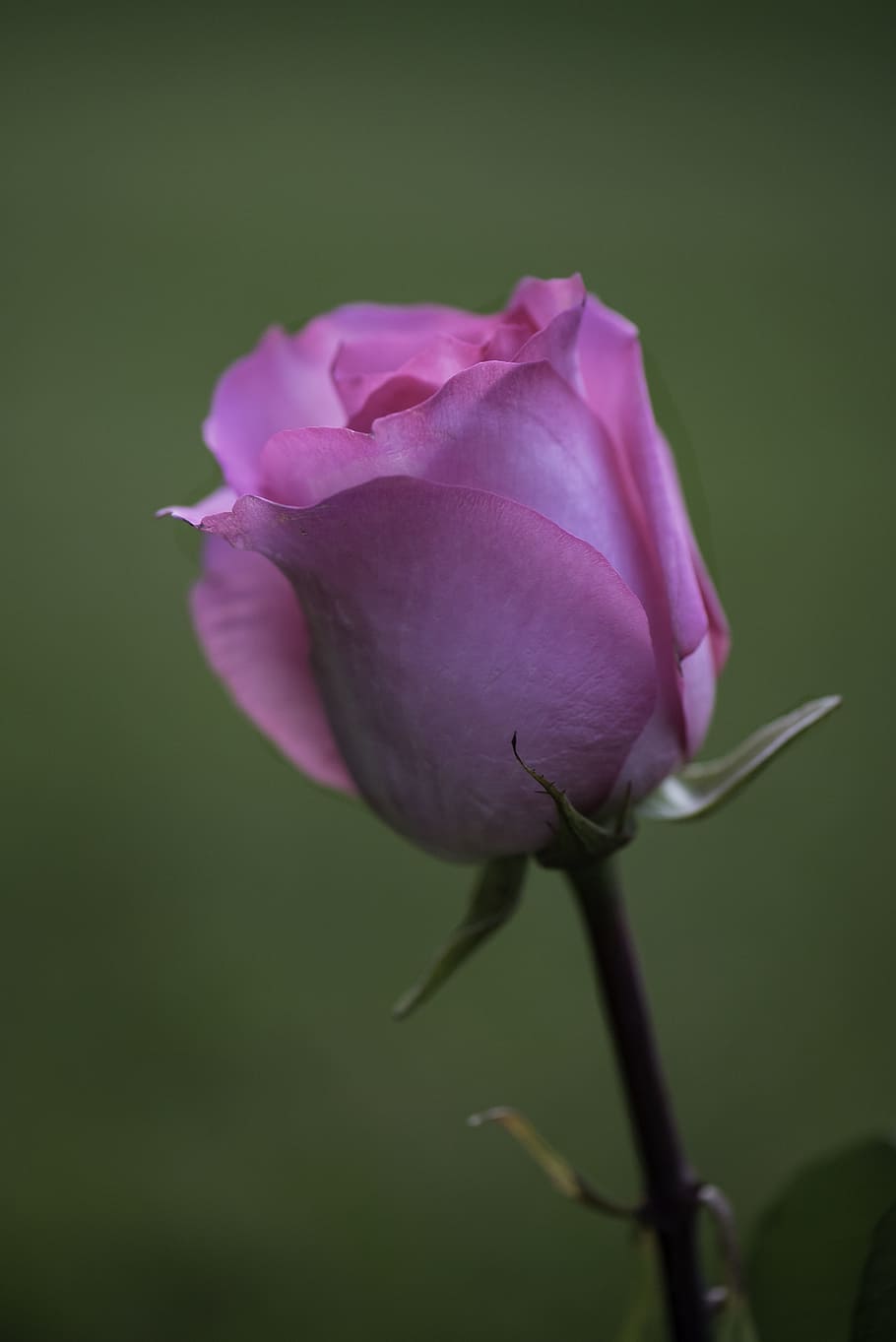 rose, flower, pink, bloom, flowering plant, beauty in nature HD wallpaper