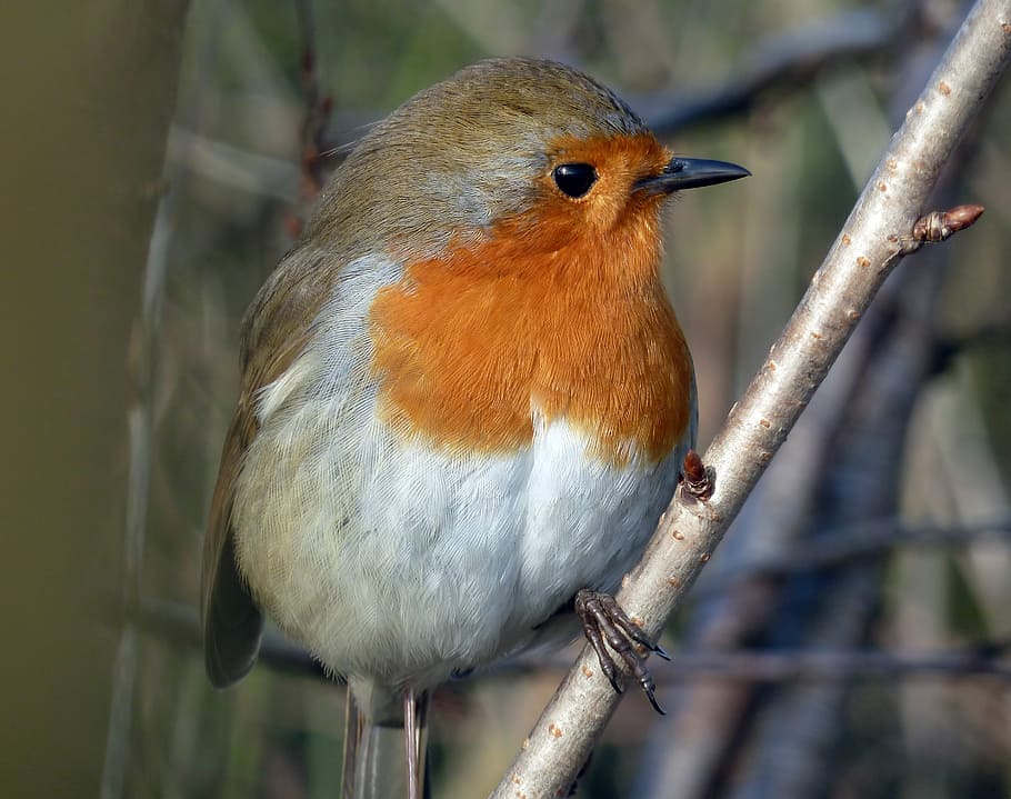 robin, bird, small, wildlife, plumage, nature, animal, beak HD wallpaper