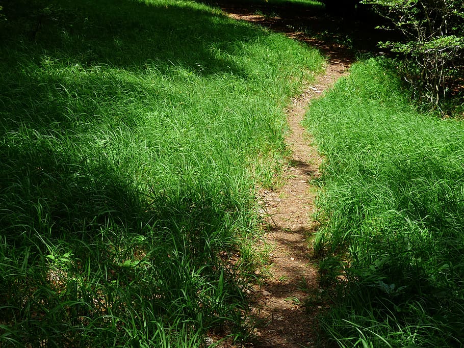 Path, Away, Forest, Trail, forest path, wegchen, hike, hiking HD wallpaper