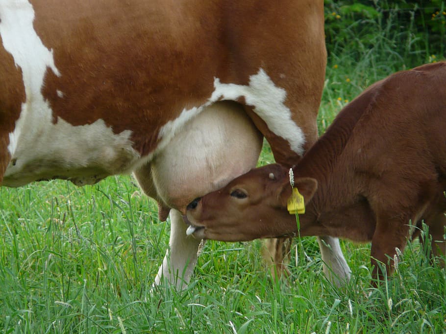 calf sucking milk, cow, udder, suckle, young animal, drink, domestic cattle