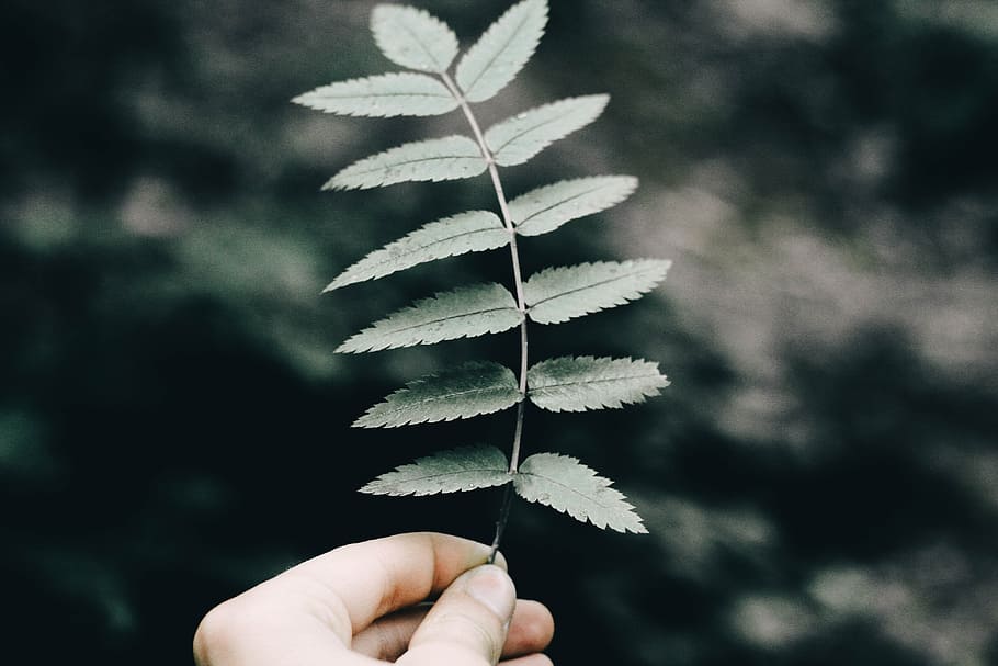 person holding green leafed plant, person holding green leaves HD wallpaper