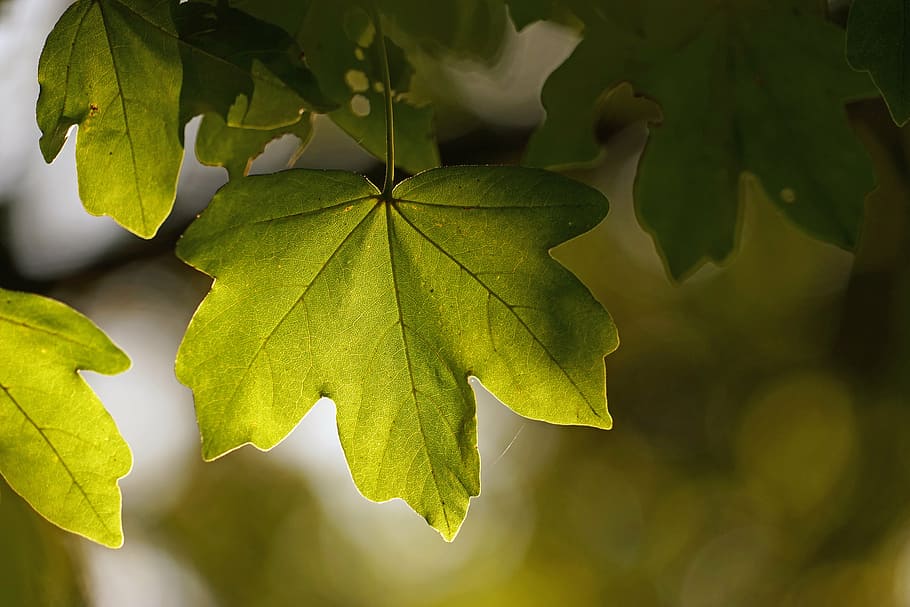 green leaf, sun, light, bright, plant, back light, plant part HD wallpaper