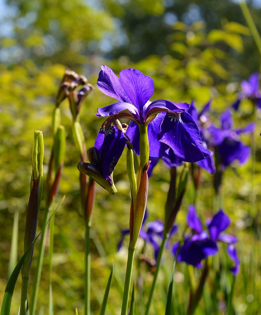 iris, blossom, bloom, flower, nature, garden, plant, close HD wallpaper