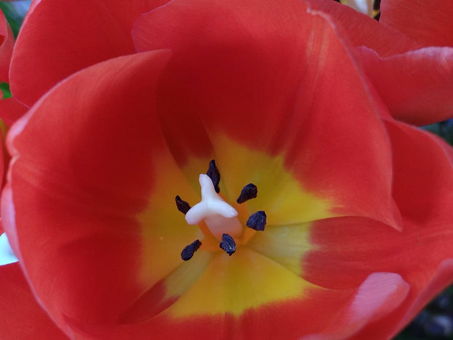 Blossom, Bloom, Tulip, Flower, red, nature, petal, fragility HD wallpaper