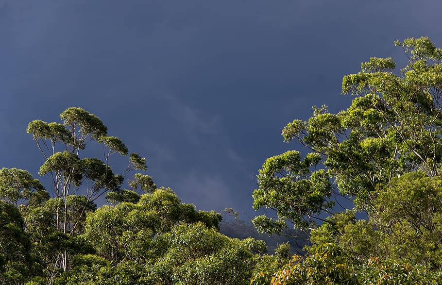 gum trees, eucalypts, green, native, subtropical, grey sky, HD wallpaper