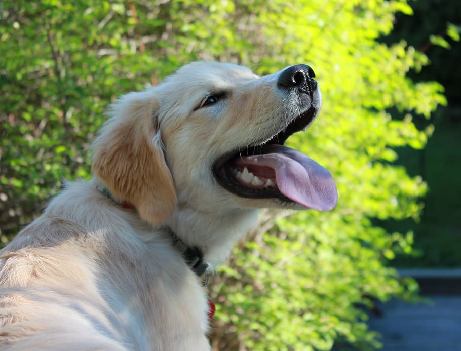 dog, smiling, happy, one animal, canine, animal themes, pets HD wallpaper