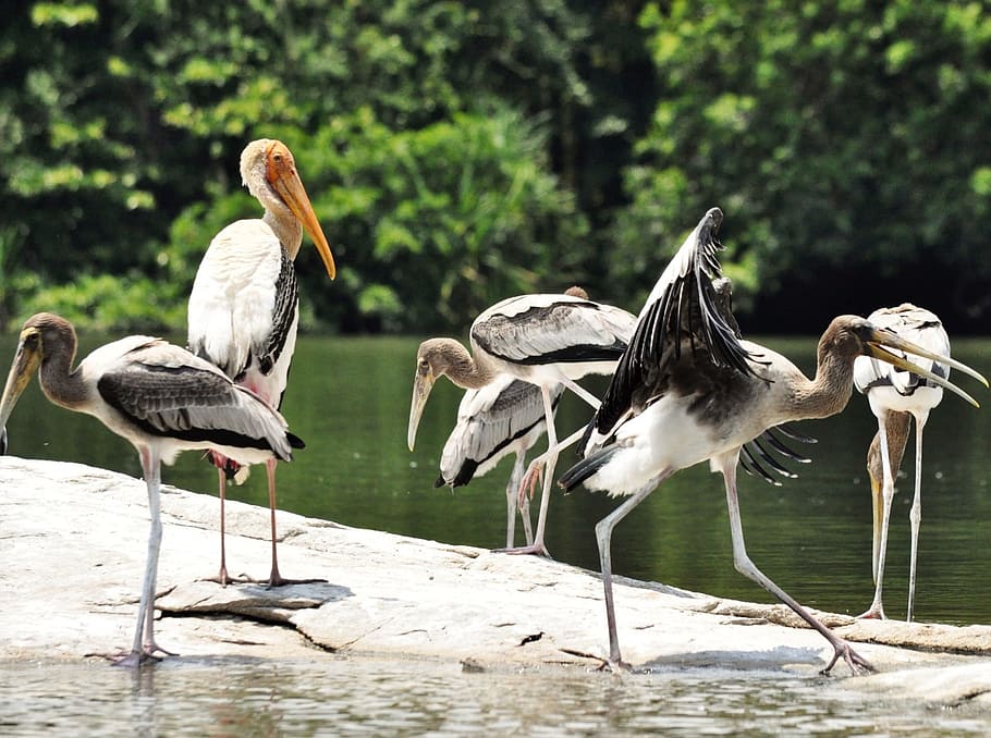 birds, india, crane, fly, wings, feather, wildlife, beak, dom HD wallpaper