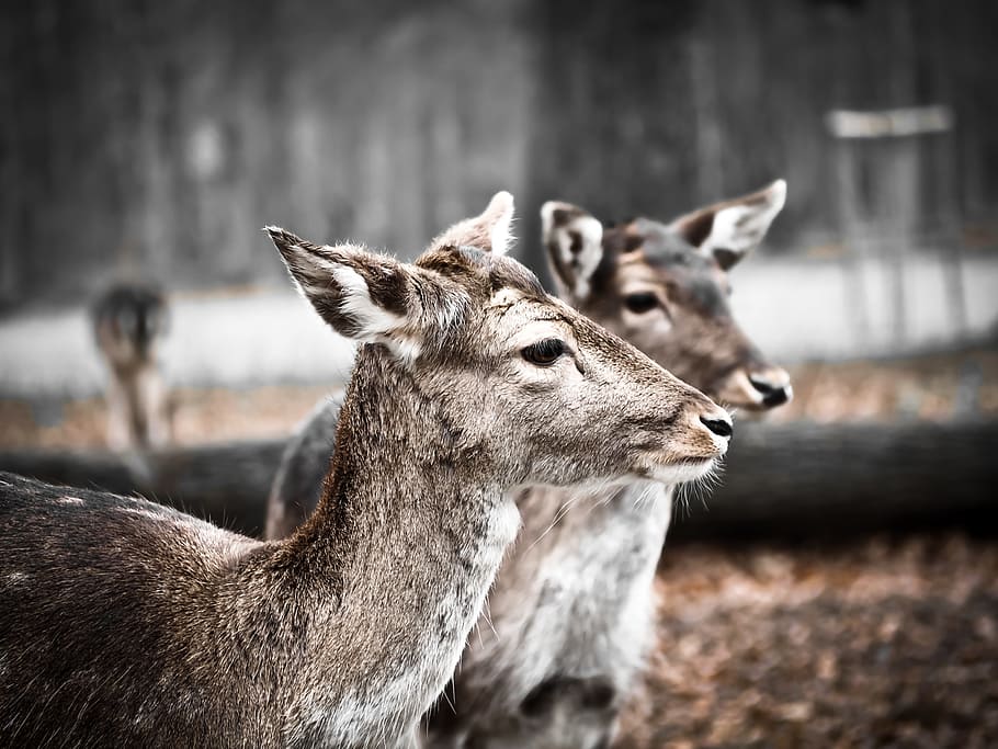 roe deer, wild, forest, nature, animal, fallow deer, close HD wallpaper