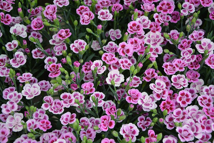 bloomed pink and white flower lot during daytime, carnation-dwarf HD wallpaper