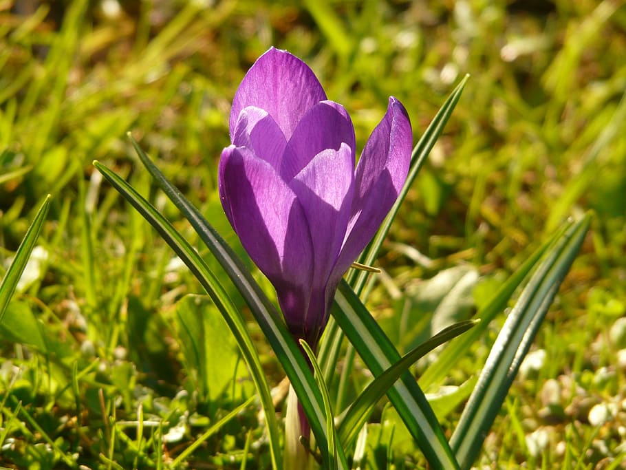 crocus, spring, purple, plant, blossom, bloom, garden, meadow HD wallpaper