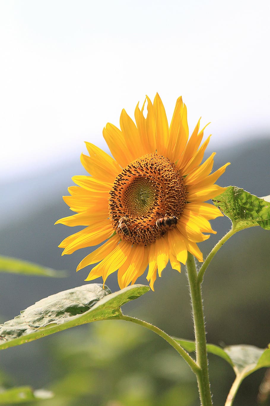 sunflower, bee, yellow, bloom, blooming, plant, seeds, nature HD wallpaper