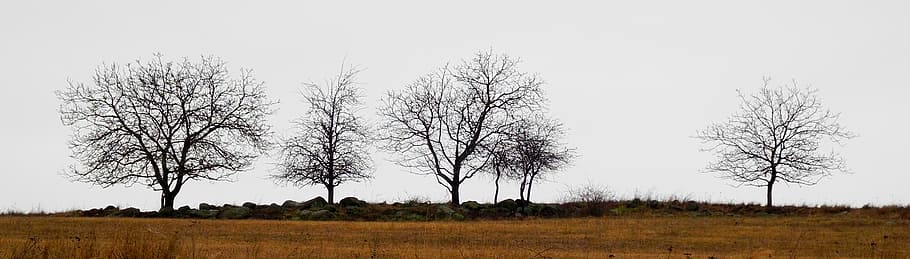 trees, silhouettes, horizon, plant, landscape, nature, environment HD wallpaper