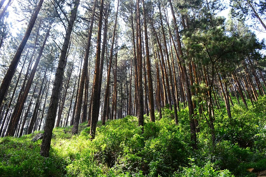low-angle photography of trees, Tall, Pine Trees, Tress, tall trees