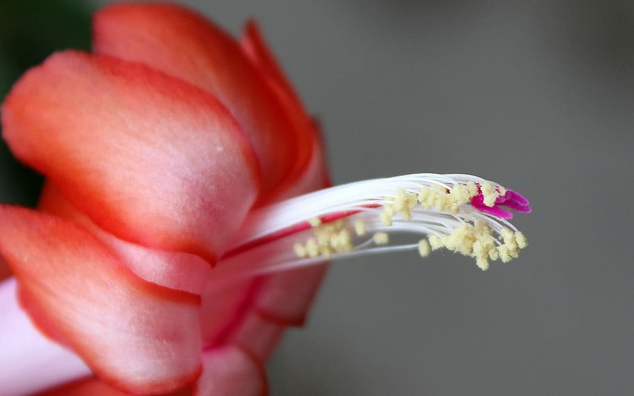 easter cactus, blossom, bloom, blossoms, plant, colorful, flowering stems HD wallpaper