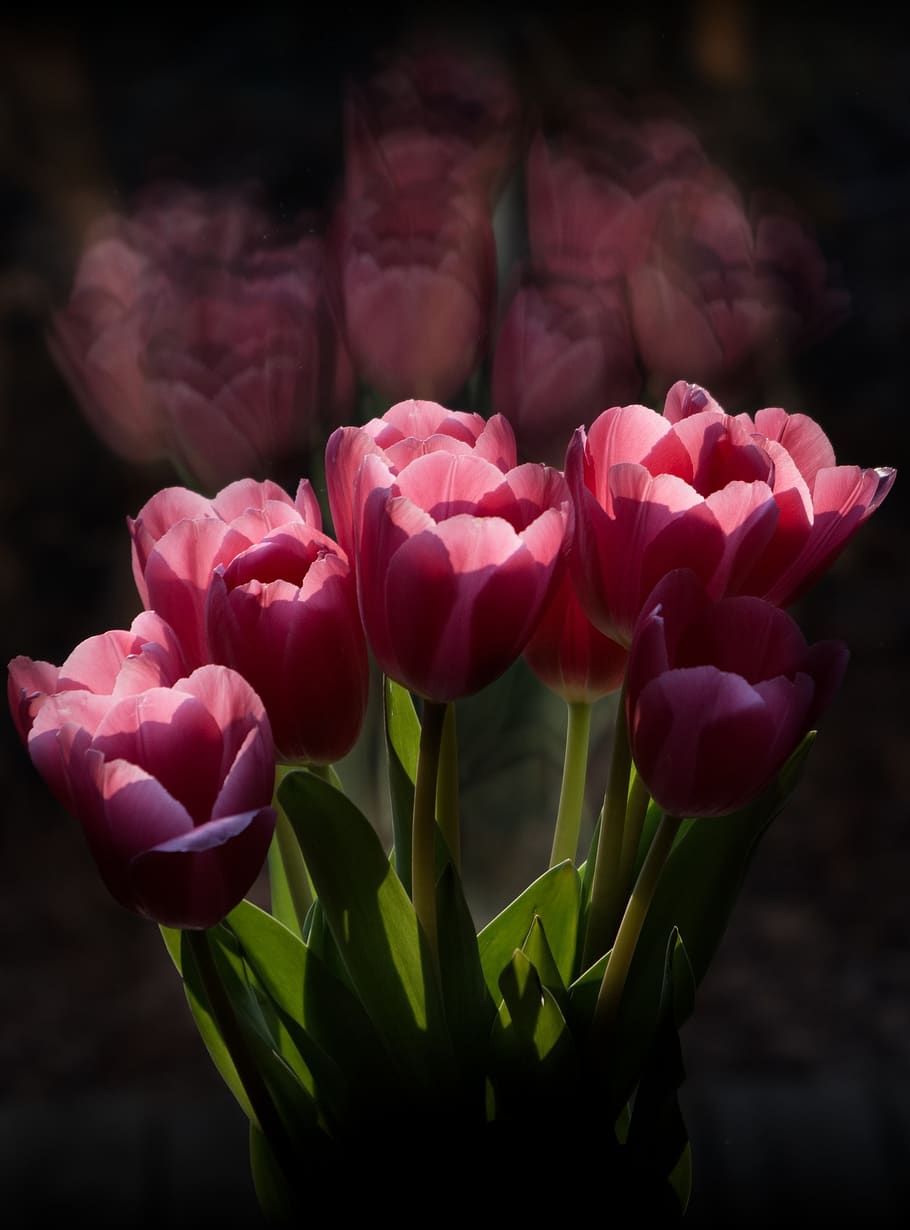 tulip, flower, nature, flora, leaf, flowering plant, beauty in nature HD wallpaper