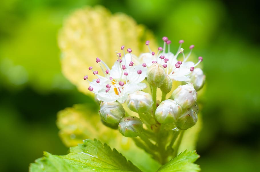 flower, rain, macro, inflorescence, sheet, green, white, nature HD wallpaper